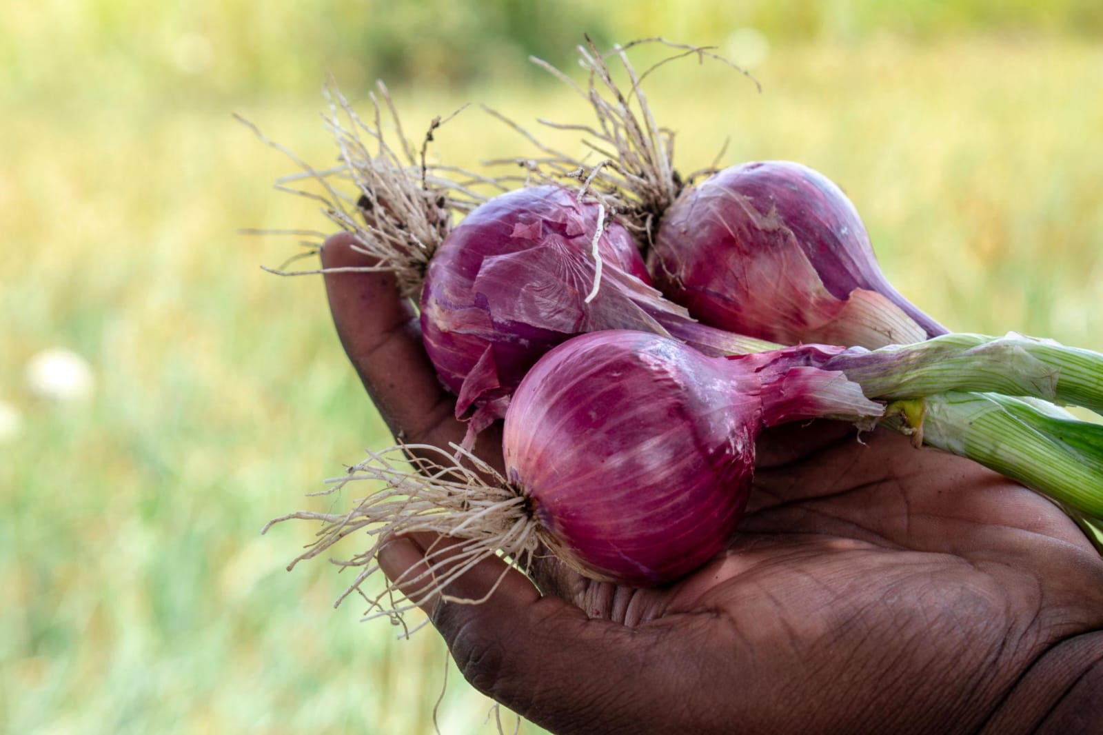Onions