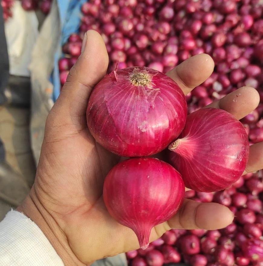 Fresh Onions